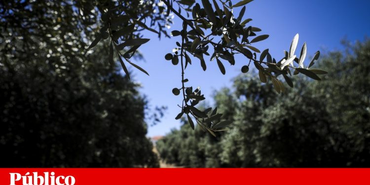 xylella fastidiosa