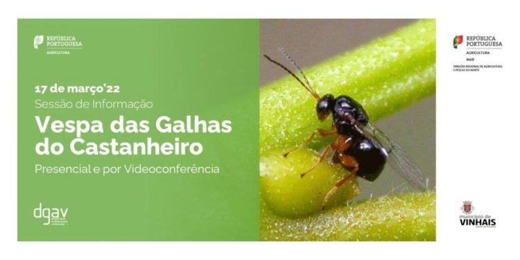 Vespa das Galhas do Castanheiro