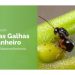Vespa das Galhas do Castanheiro