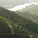 vinhas no Douro