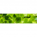 future for forest ecosystems