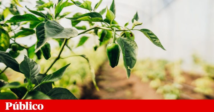 pimentos