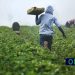 100 mil euros para projectos agrícolas em Abrantes, Constância e Sardoal