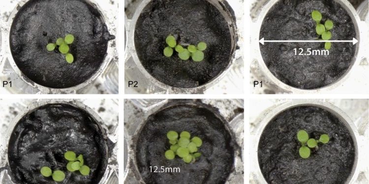 ultivar plantas em solo lunar