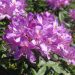 Rhododendron ponticum