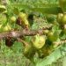 pragas castanheiro