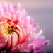 Chrysanthemum