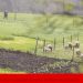 pacto ecologico