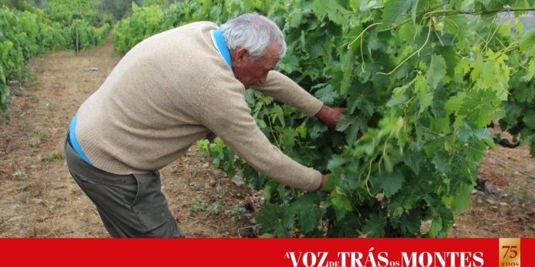 Granizo “destrói” vinhas em Castedo