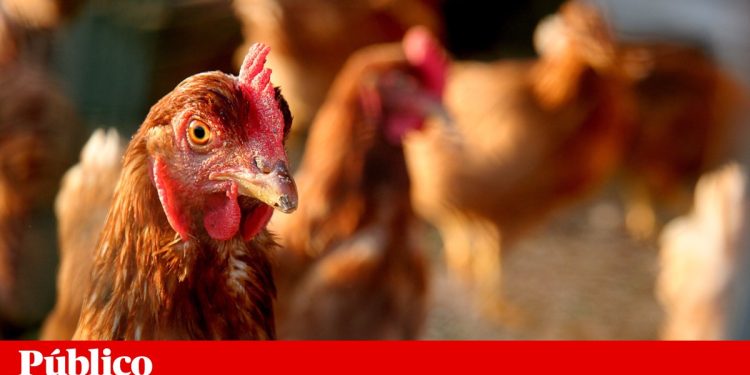 Cultivo de arroz no Sudeste asiático impulsionou a domesticação das galinhas