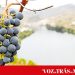 Douro apresenta candidatura conjunta a Cidade Europeia do Vinho