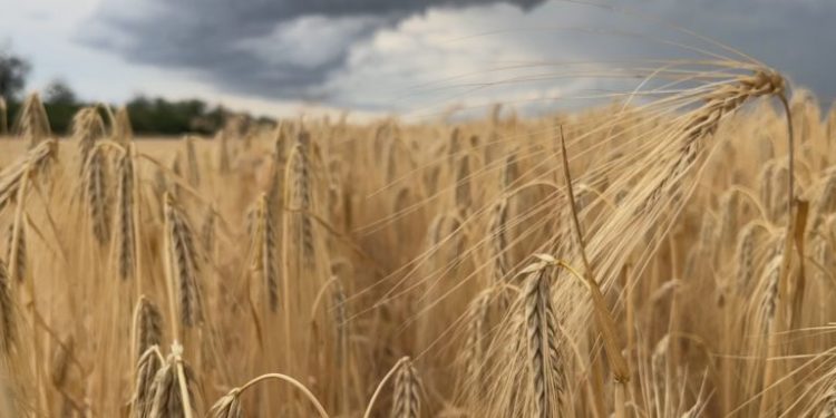 agricultura ucrania