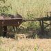 agricultura