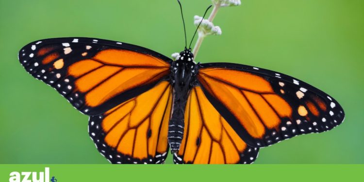 borboleta monarca
