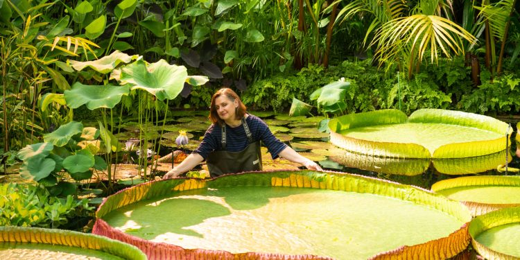 Identificada nova espécie de nenúfar gigante, a primeira em mais de um século e a maior do mundo