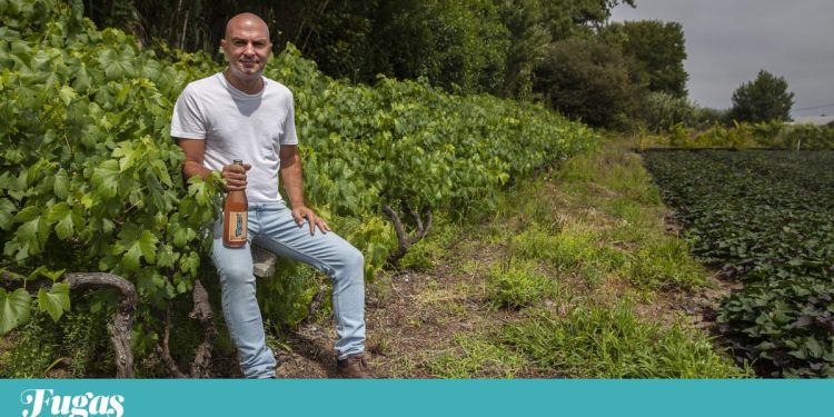 vinhas das masseiras