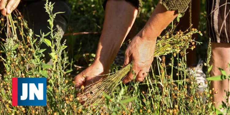 renovação urbana mais verde
