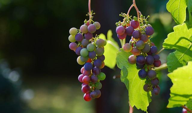 uvas