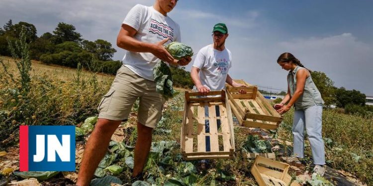 SolidarISA Banco Alimentar