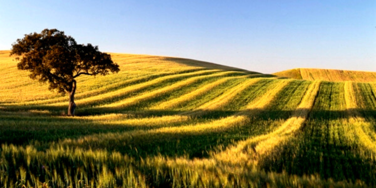 Alentejo 2020