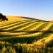 Alentejo 2020