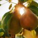 Fruta europeia pesticidas perigosos