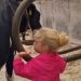 vacas