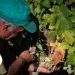 Região dos Vinhos Verdes