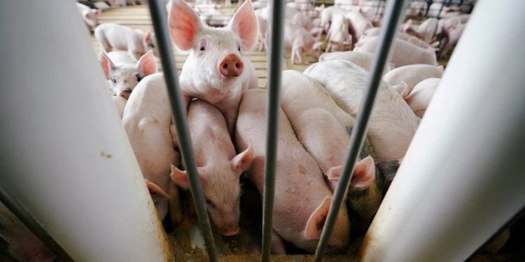 surto de doença animal
