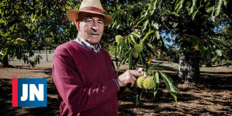 preços recorde castanha