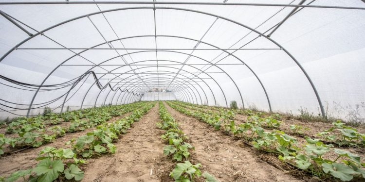 estufa horticolas