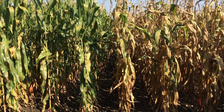 corn hybrid