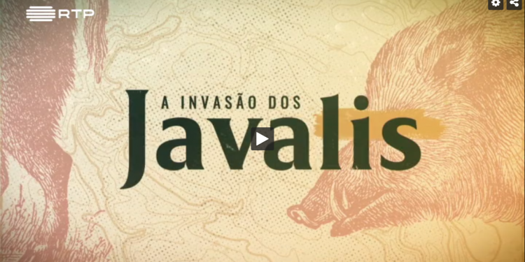 invasao javalis