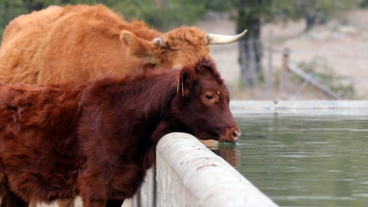 vacas