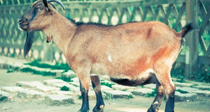 Cabras Sapadoras