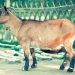 Cabras Sapadoras