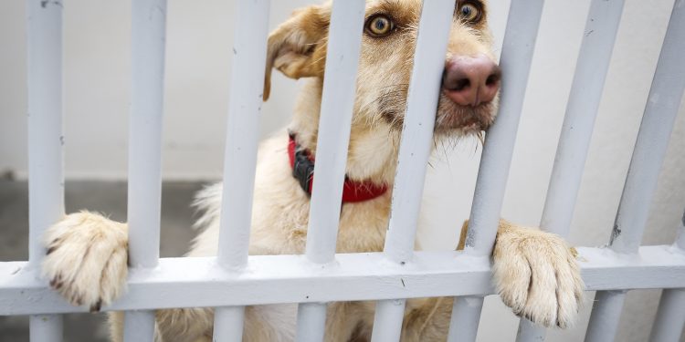 cão