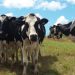 vacas