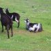 cabras