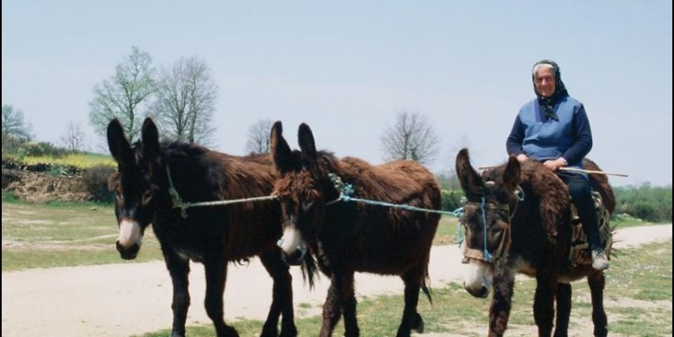 carroça burros