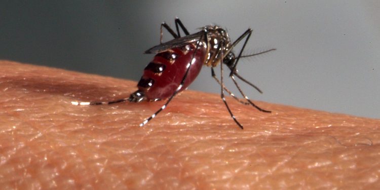 Repas de sang d'Aedes aegypti, moustique vecteur de la dengue, fièvre jaune et chikungunya.