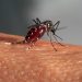 Repas de sang d'Aedes aegypti, moustique vecteur de la dengue, fièvre jaune et chikungunya.