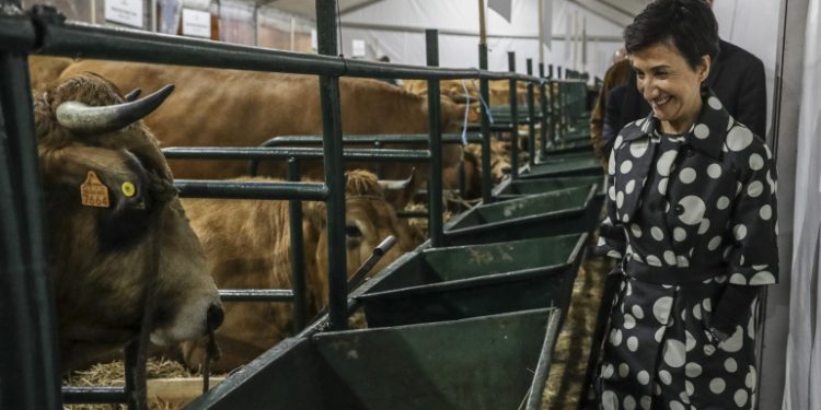 Vacas e a ministra da agricultura