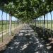 pérgola vinha
