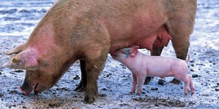 porca a dar de mamar