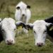 vacas leiteiras