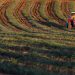 agricultura