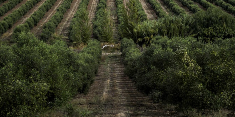 olival-intensivo-publico