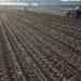 plantações