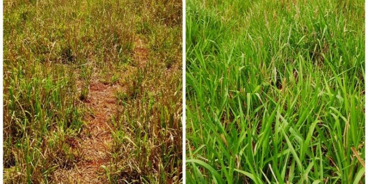 Pastagem antes e depois do adubo